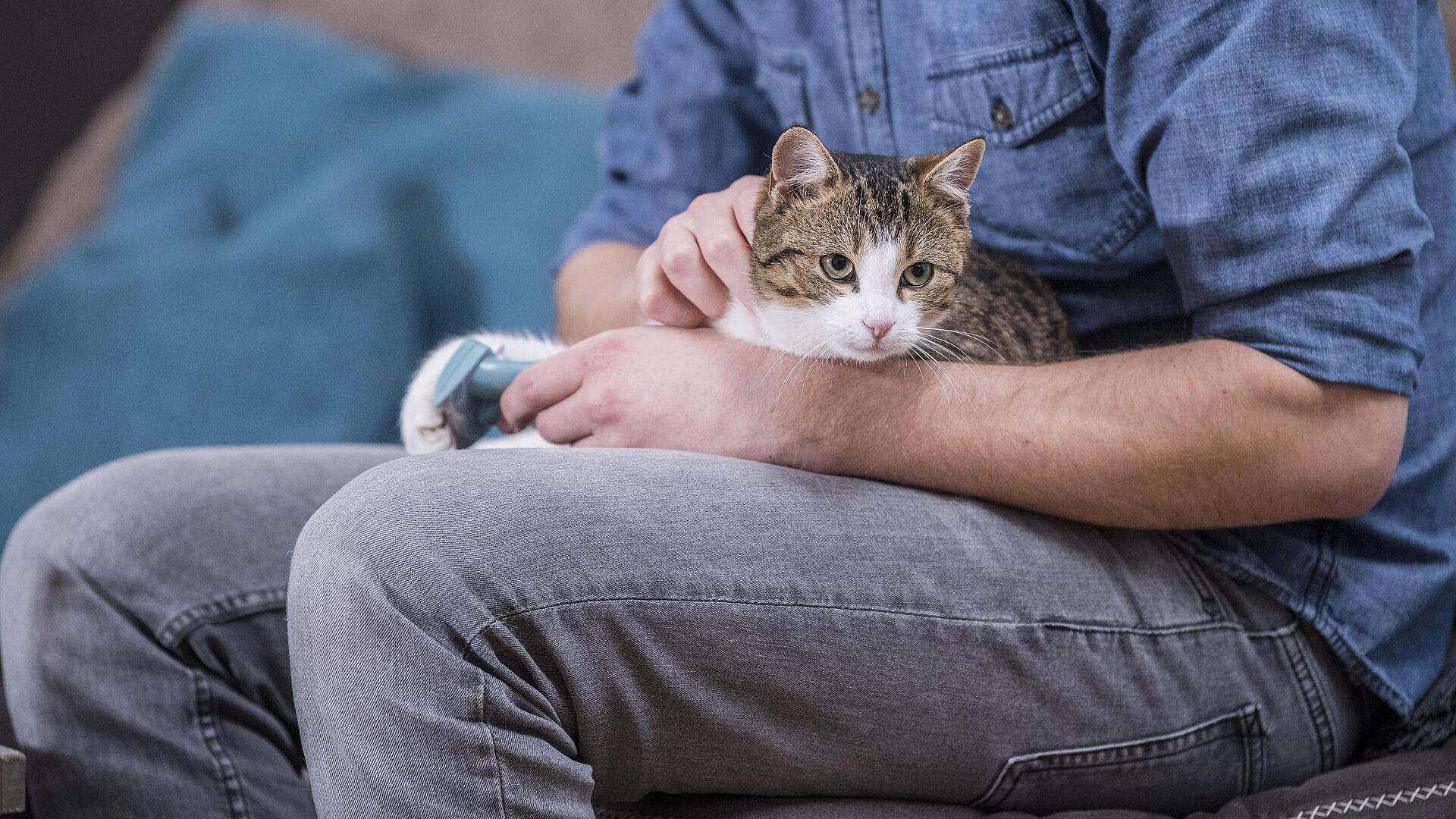 Which cat breeds are NOT recommended for an undercoat deShedding tool FURminator