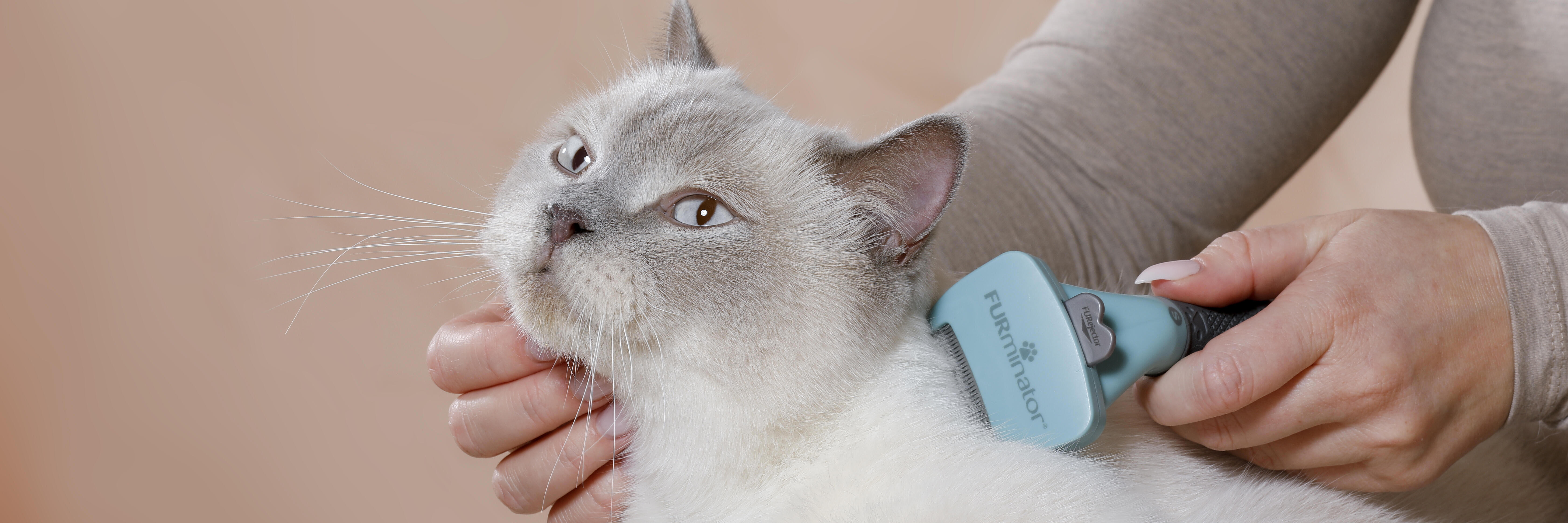 Furminator undercoat deshedding tool cat top