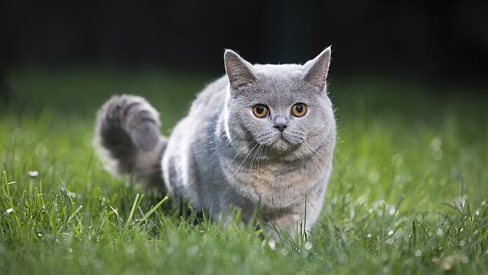 Which cat breeds are recommended for an undercoat deshedding tool FURminator